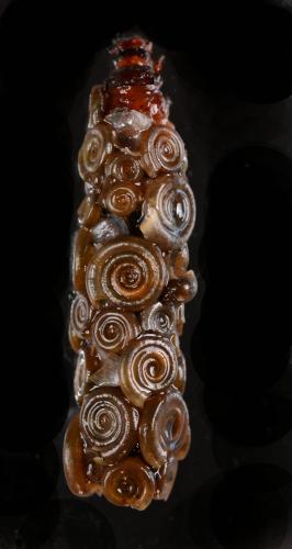 Réf. 356 551 : Limnephilus sp.